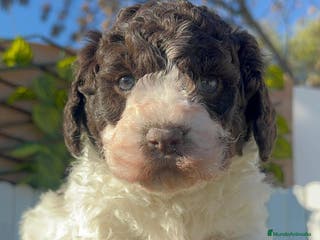 Perro de Agua Español perros PERRO DE AGUA MACHO - Anuncio 6