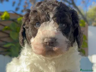 Perro de Agua Español perros PERRO DE AGUA MACHO - Anuncio 9