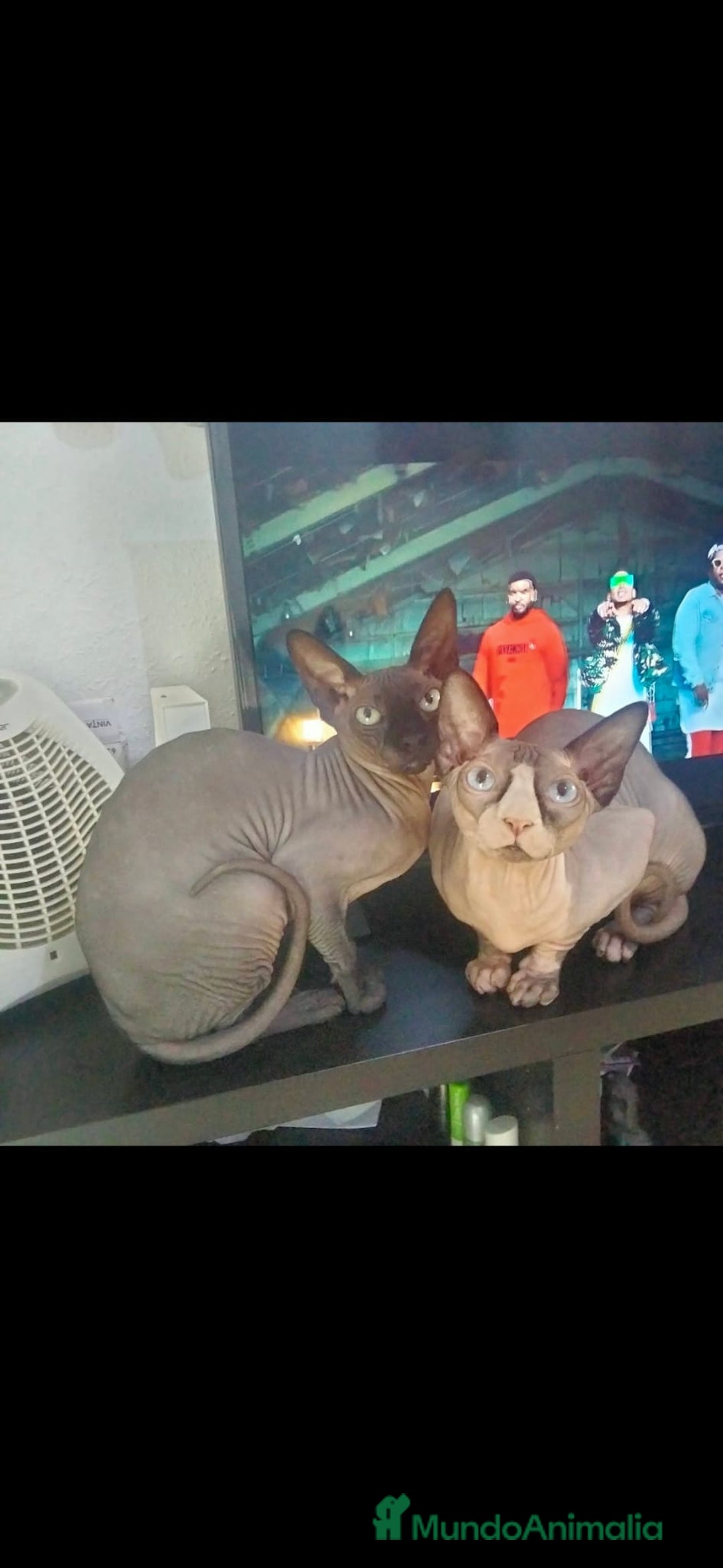 Sphynx gatos en venta: Gato egipcio  - Anuncio 4