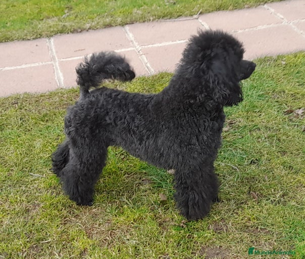 Imagen de galería {{count}}