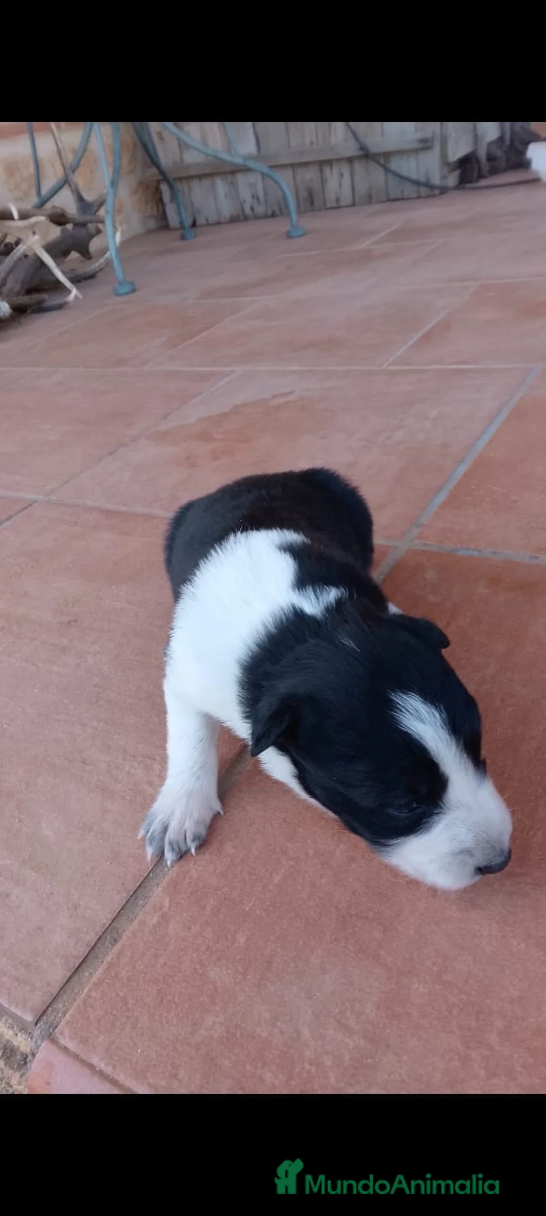 Border Collie perros en venta: Border collie bicolor blanco y negro  - Anuncio 3