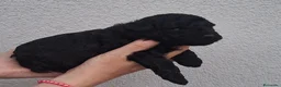 Caniche Toy perros en venta: Caniche toy negro - Anuncio 3