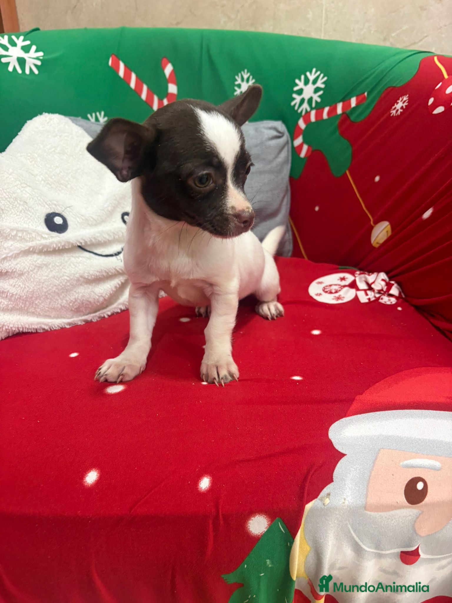 Chihuahua perros Chihuahua hembra  - Anuncio 1