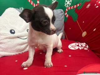 Chihuahua perros Chihuahua hembra - Anuncio 36