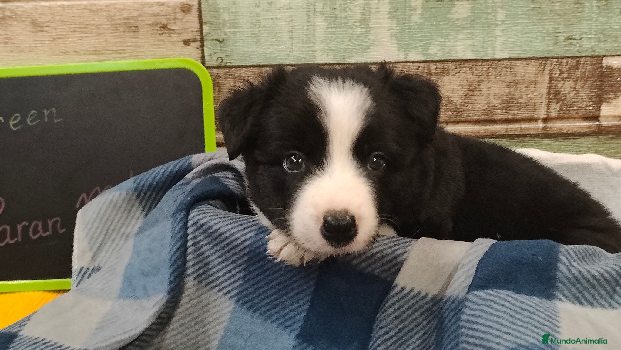 Border Collie perros Disponibles Border Collie - Entrega en septiembre - Anuncio 2