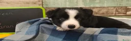 Border Collie perros en venta: Disponibles Border Collie - Entrega en septiembre - Anuncio 1