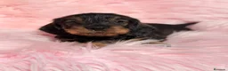 Teckel Miniatura perros en venta: Teckel pelo duro miniatura  - Anuncio 13