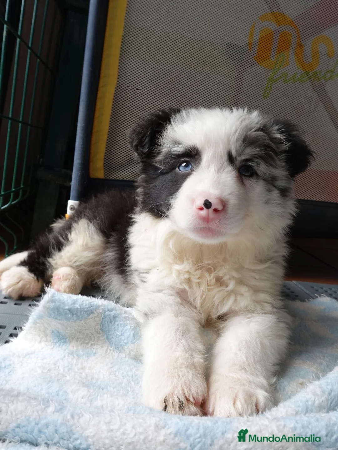 Border Collie perros en venta: Preciosa Border Collie Merle  - Anuncio 2