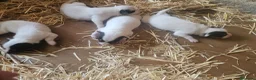 Ratonero Bodeguero Andaluz perros en venta: Cachorros bodeguero - Anuncio 1