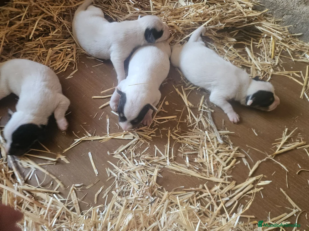 Ratonero Bodeguero Andaluz perros en venta: Cachorros bodeguero - Anuncio 1