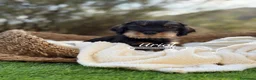Teckel Miniatura perros en venta: TECKEL PELO DURO MINIATURA - Anuncio 3