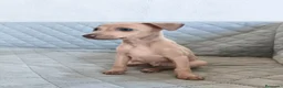 Pequeño Lebrel Italiano perros en venta: GALGO ENANO ITALIANO  - Anuncio 3
