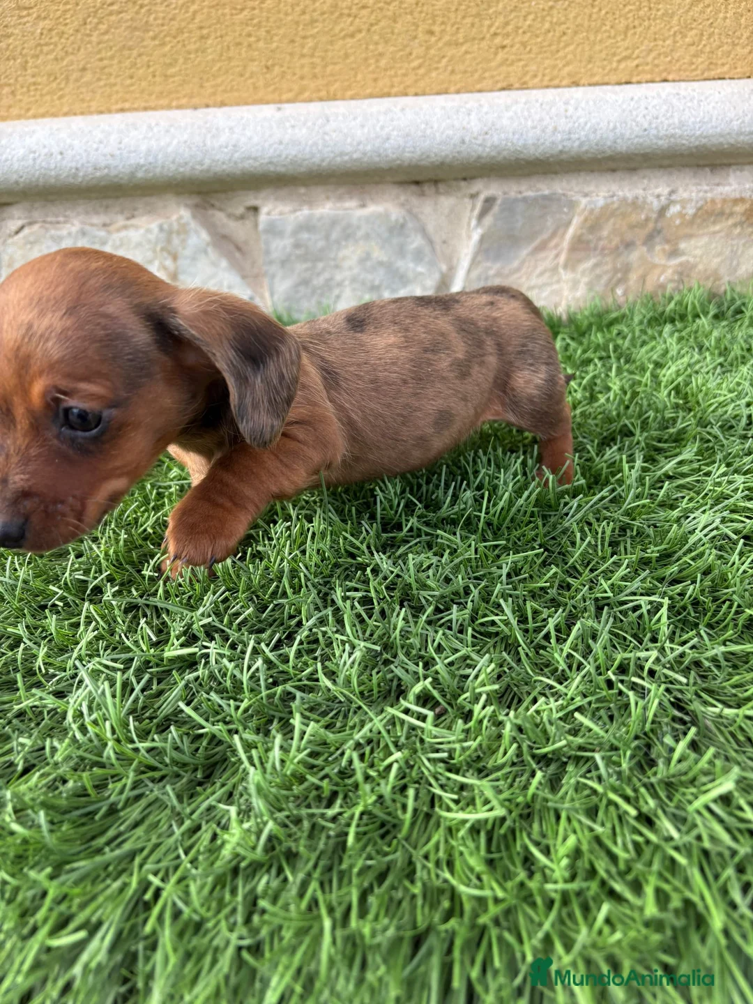 Teckel Miniatura perros en venta: Teckel Kaninchen merle chocolate diluido  - Anuncio 12