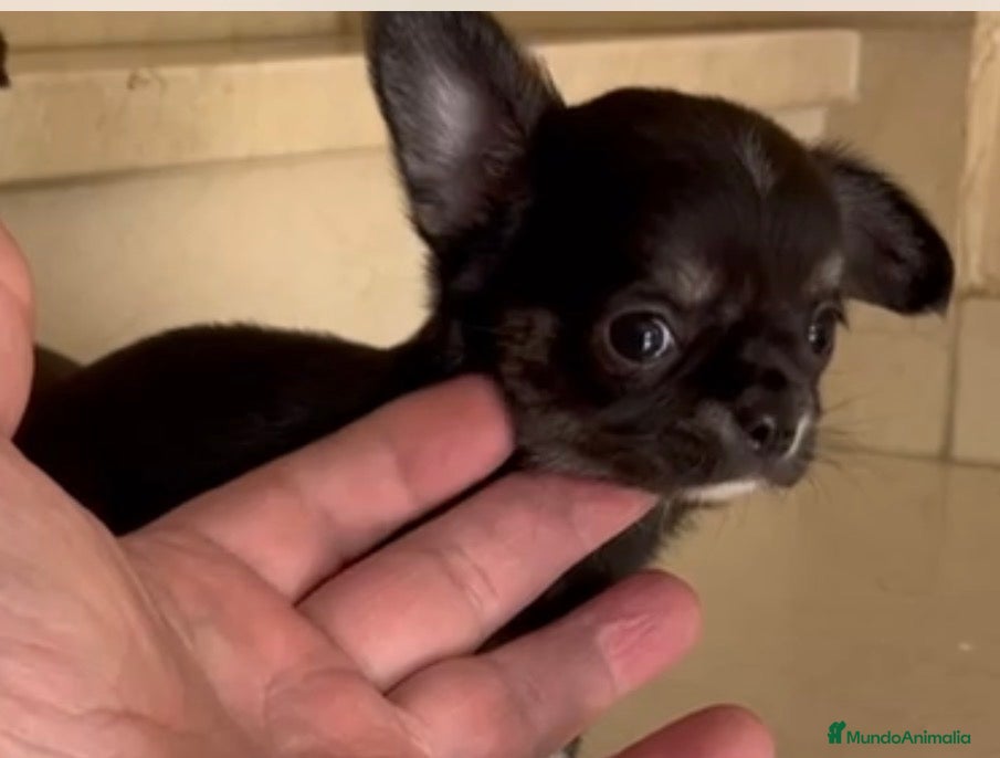 Pomerania perros Pomerania macho  - Anuncio 25