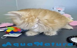 Británico de Pelo Largo gatos en venta:  British Longhair Macho 4517 AQUANATURA - Imagen 3