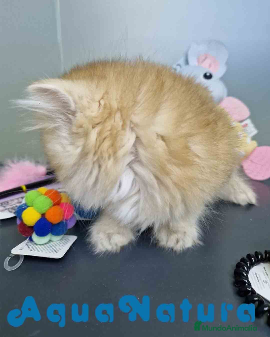 Británico de Pelo Largo gatos en venta:  British Longhair Macho 4517 AQUANATURA - Imagen 3