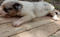 Border Collie perros en venta: Border collie chocolate y merle - Imagen 17