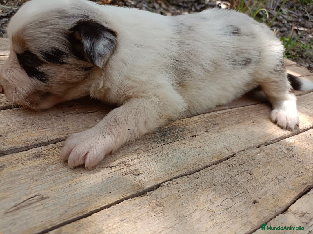 Border Collie perros en venta: Border collie chocolate y merle - Imagen 17