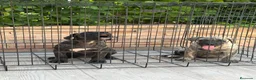 Presa Canario perros en venta: Cachorros de presa canario  - Anuncio 5