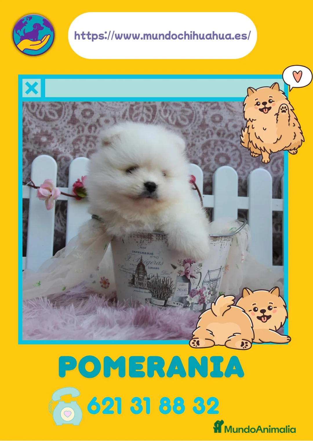 Pomerania perros en venta: Auténticos perania carita de osito  - Anuncio 1
