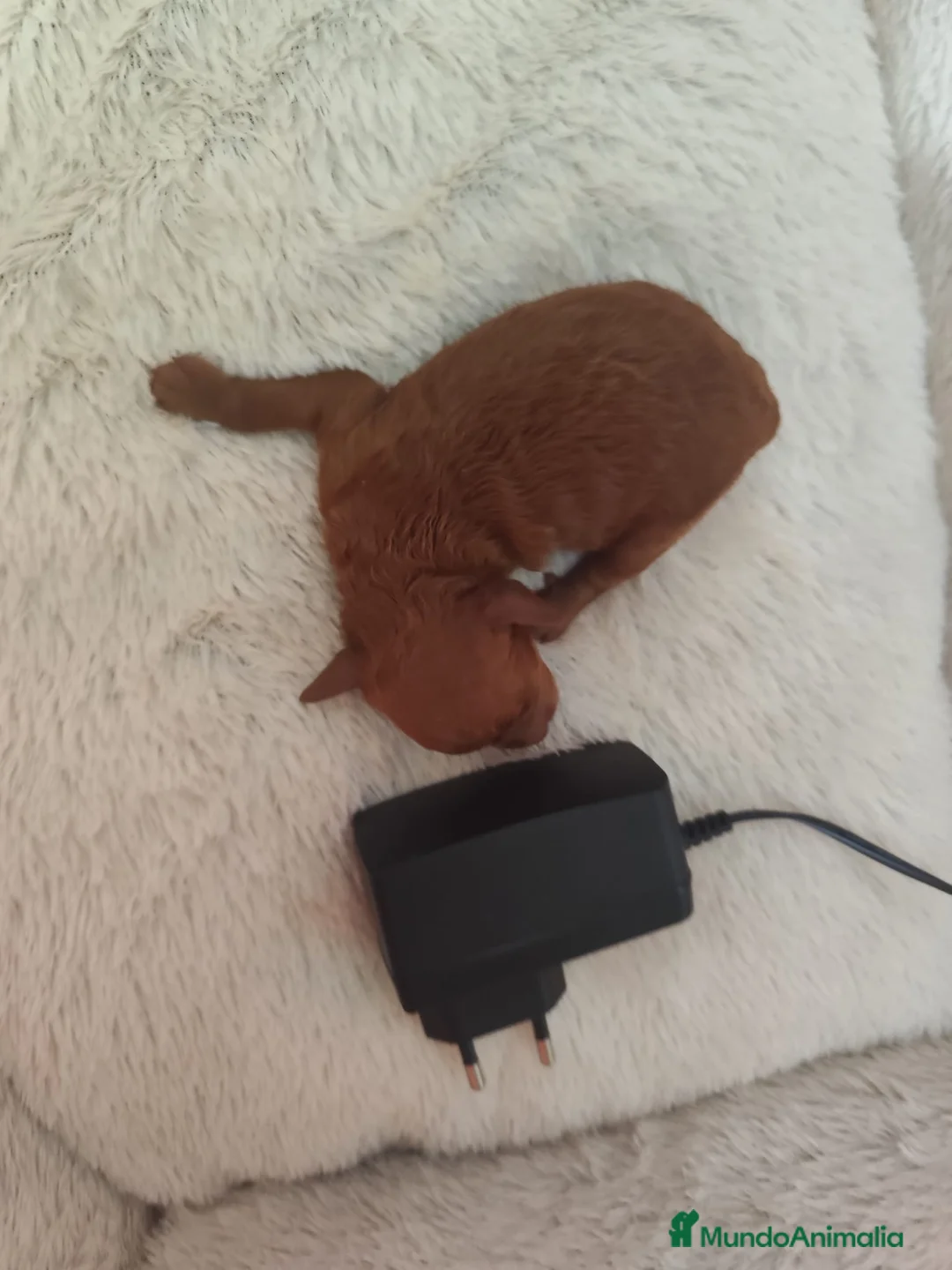 Caniche Toy perros en venta: Caniche tácita de te  - Anuncio 5