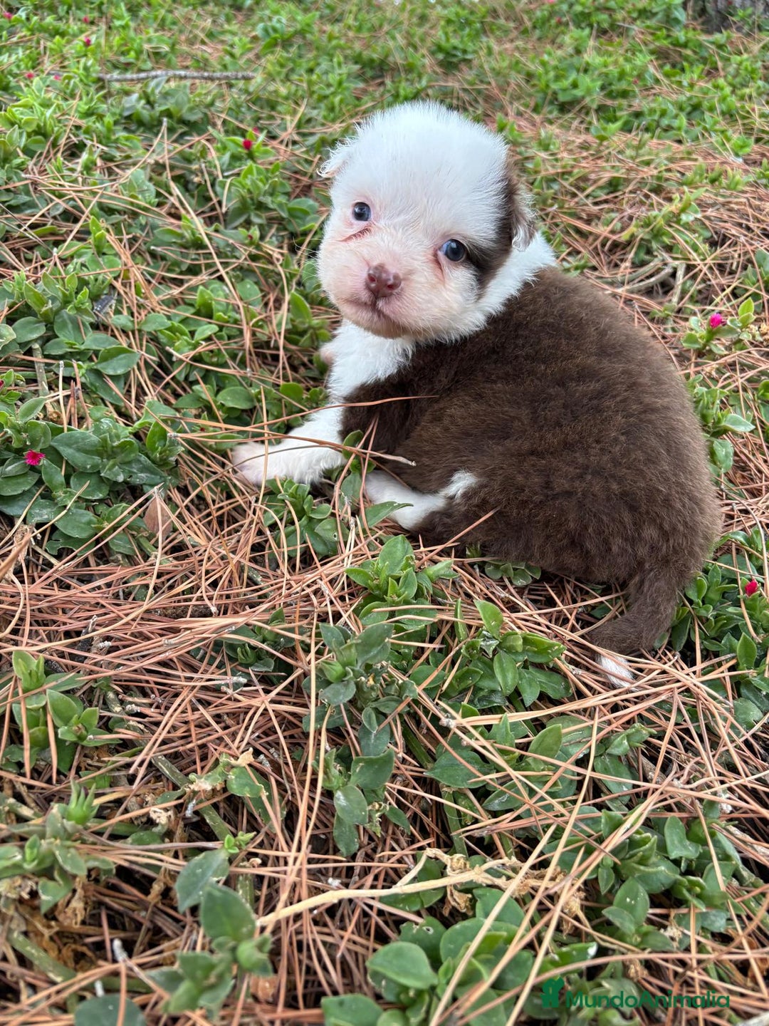 Pastor Australiano perros en venta: Pastor Australiano  - Imagen 16
