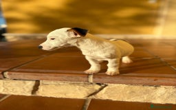 Jack Russell Terrier perros en venta: Cachorros de Jack russell  - Anuncio 23