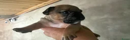 Bulldog Francés perros en venta: Buldog frances - Anuncio 4