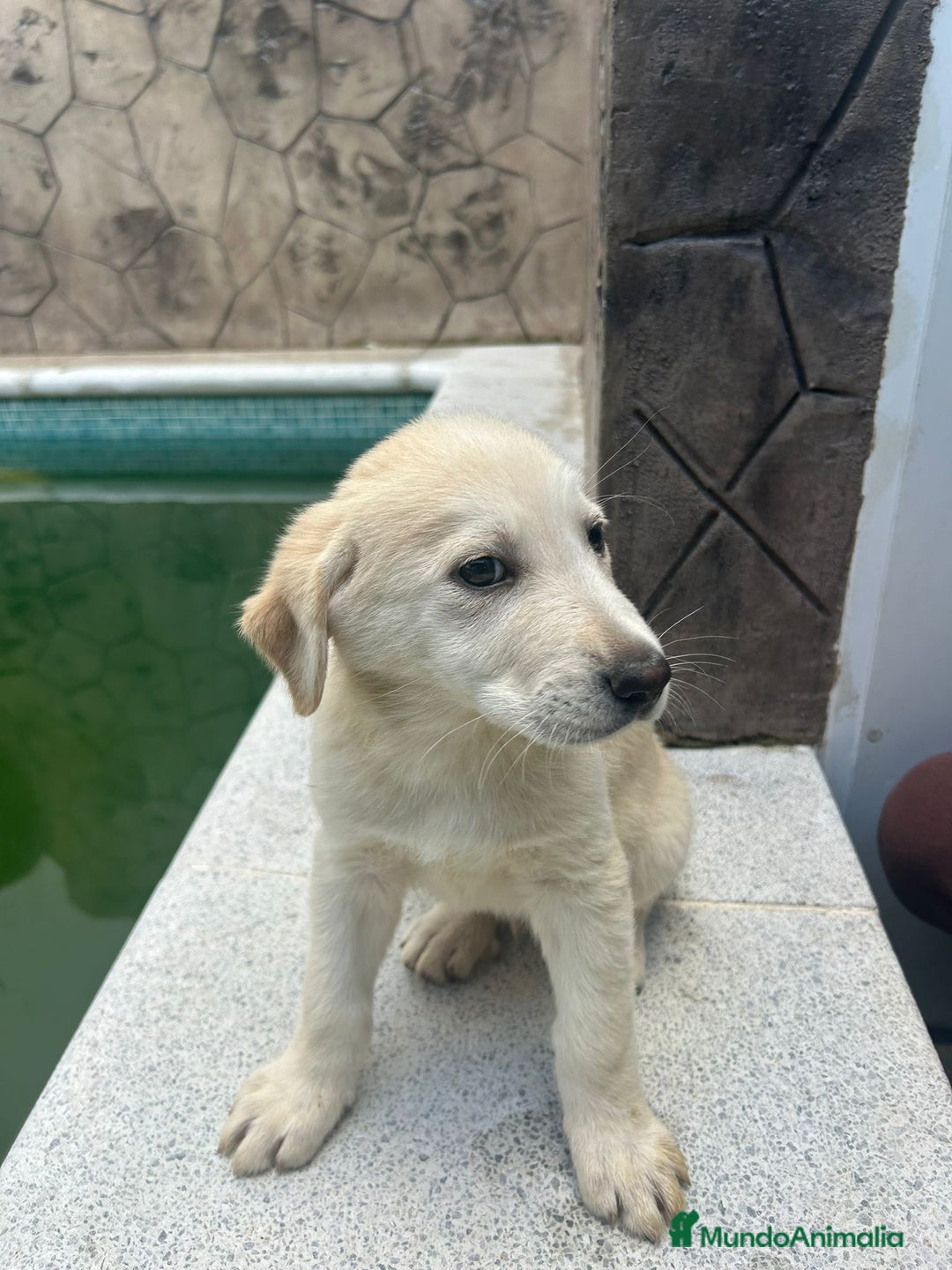Labrador Retriever perros en venta: Labrador retriever macho  - Anuncio 5