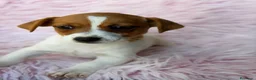 Jack Russell Terrier perros en venta: Jack Russell  - Anuncio 6