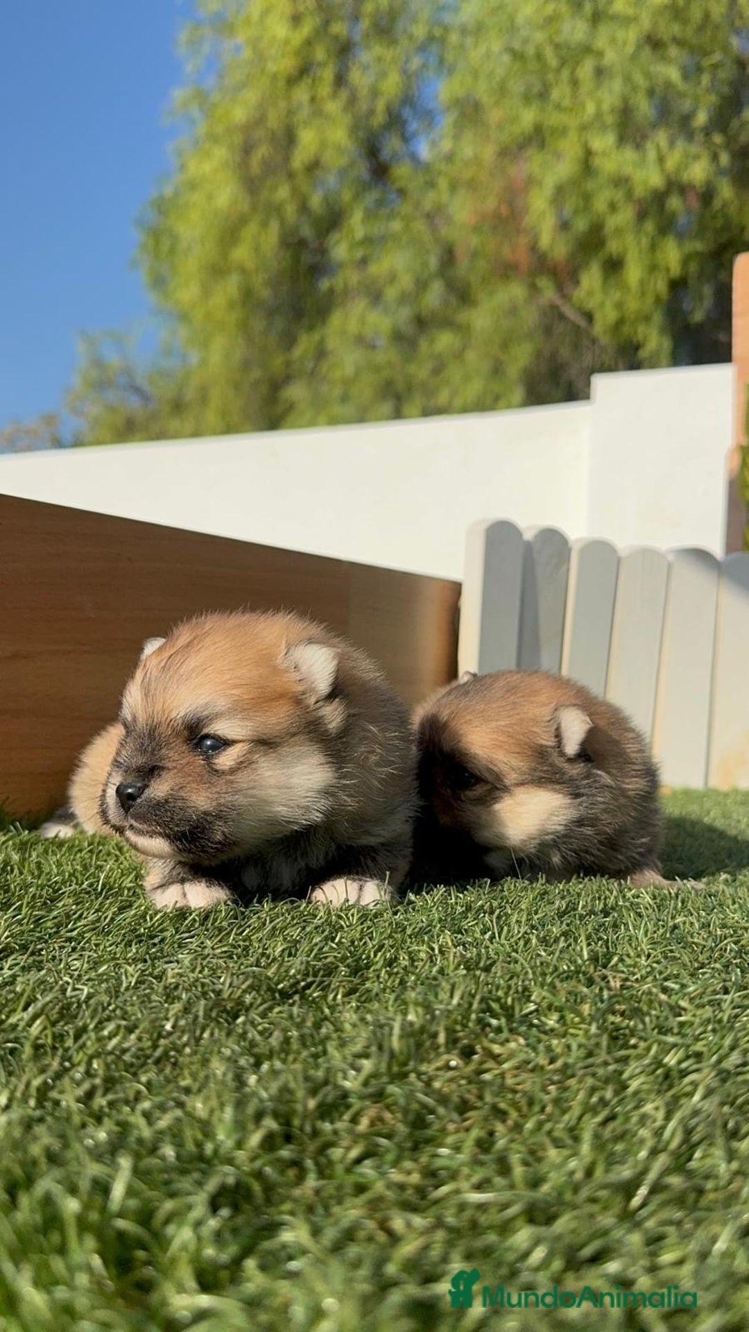 Pomerania perros en venta: POMERANIA MACHOS - Imagen 1