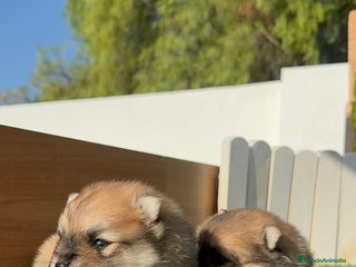 Pomerania perros - Anuncio 31