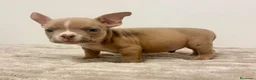 American Bully perros en venta: American Bully - Anuncio 6