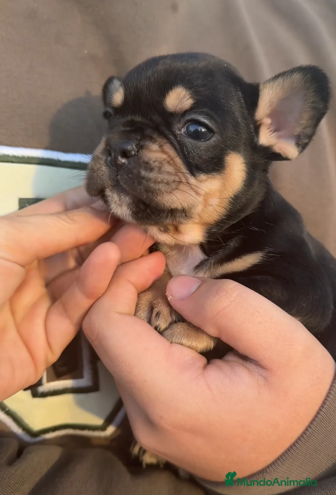 Bulldog Francés perros en venta: Bulldog francés black an tan MyH - Anuncio 3