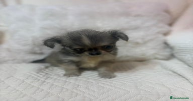Chihuahua perros - Anuncio 6