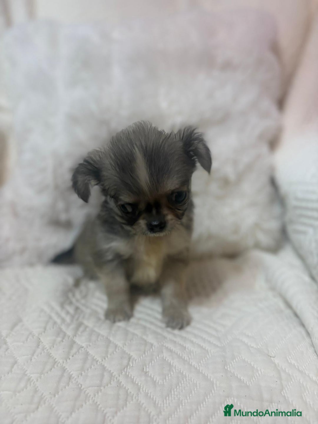 Chihuahua perros en venta: Chihuahua toy pelo largo  - Imagen 3