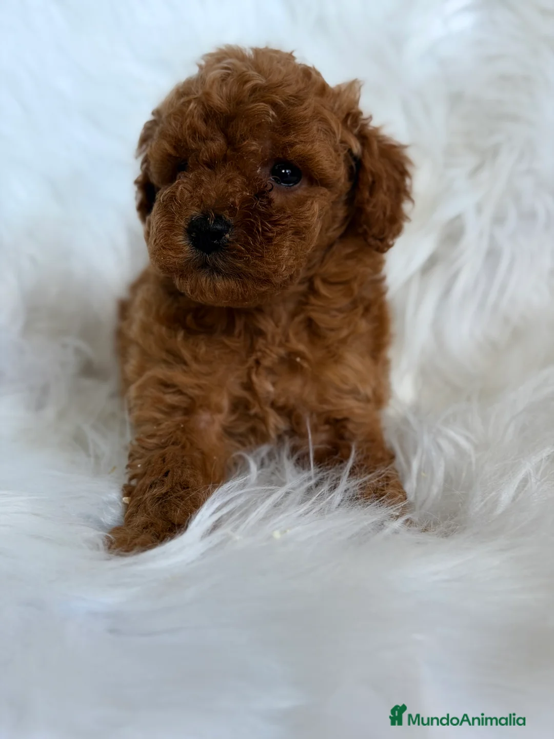 Caniche Toy perros en venta: Caniche Toy macho  - Anuncio 3