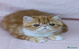 Exótico de Pelo Corto gatos en venta: Exótica Bicolor Roja - Imagen 1