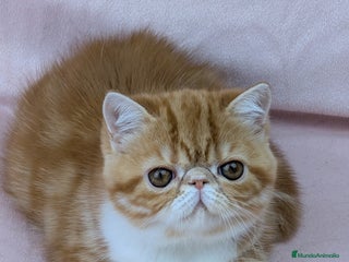 Exótico de Pelo Corto gatos - Anuncio 1