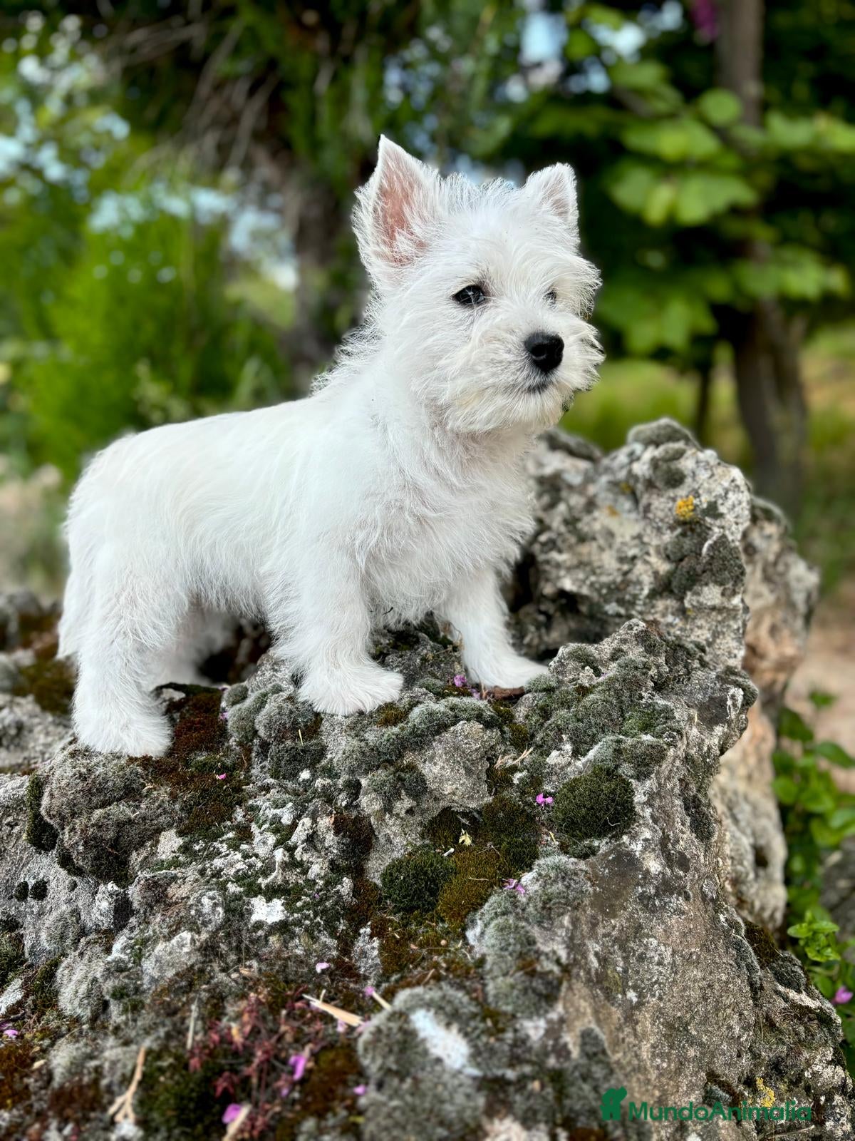 West Highland White Terrier perros Westys  - Anuncio 2