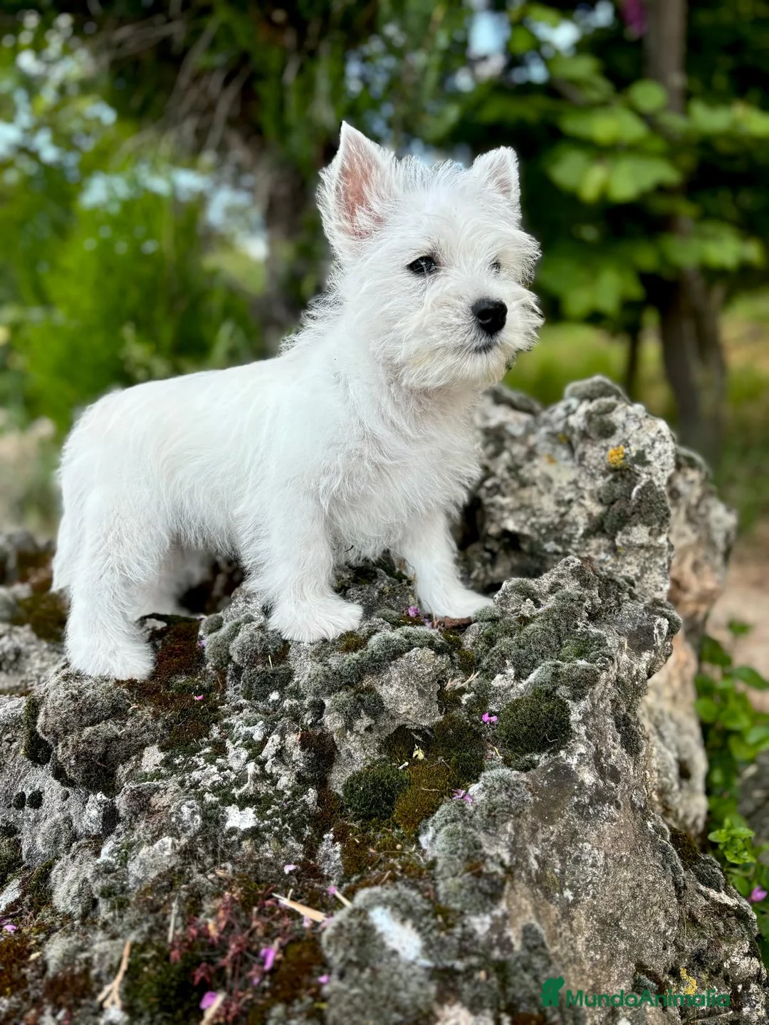 West Highland White Terrier perros en venta: Westys  - Anuncio 2
