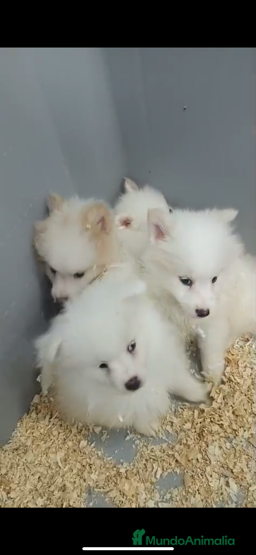 Pomerania perros en venta: ADORABLES BOLITAS DE PELO BLANCAS POMERANIA - Anuncio 2