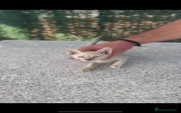 Siamés gatos en venta: SIAMES RED POINT - Imagen 1
