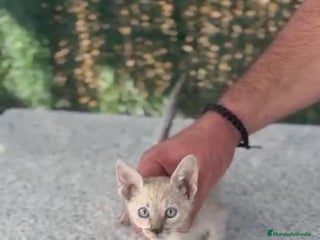 Siamés gatos - Anuncio 3
