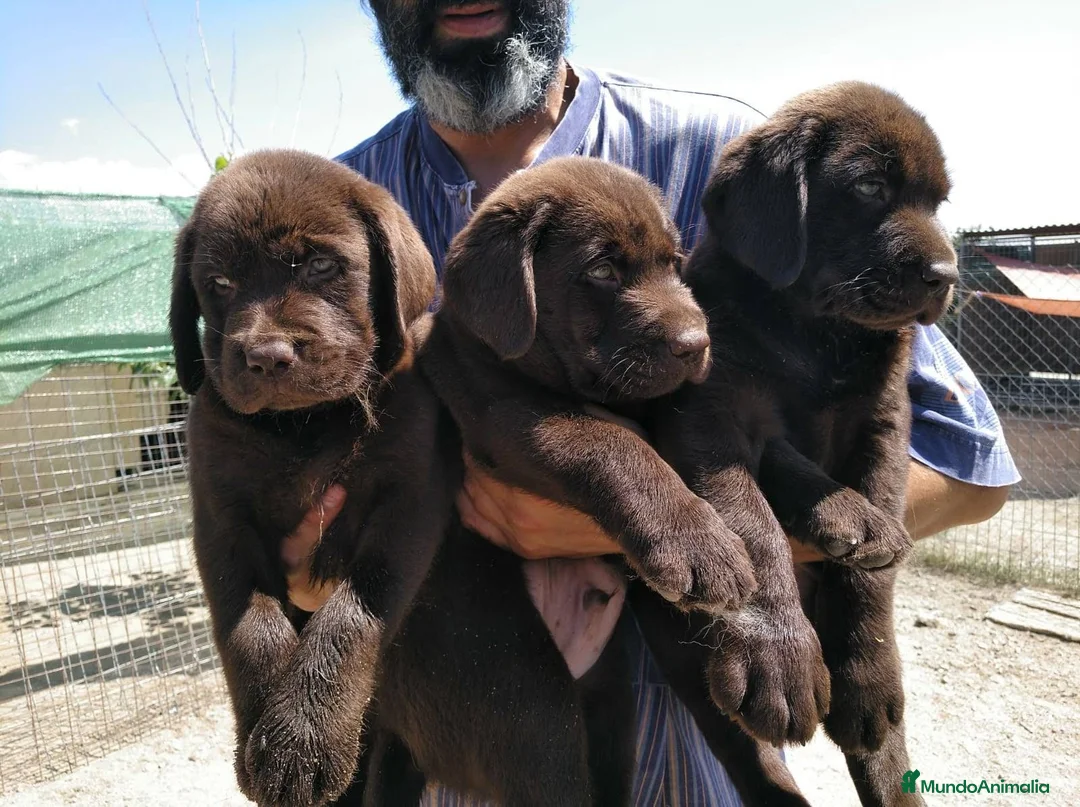 Imagen de galería {{count}}