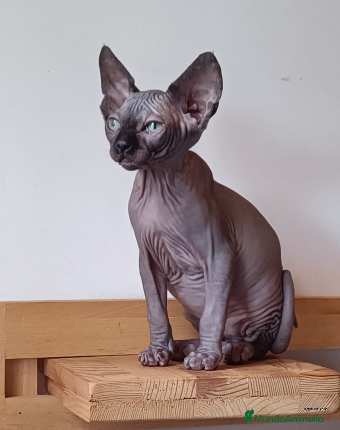 Sphynx gatos en venta: Sphynx en Sevilla  - Anuncio 4