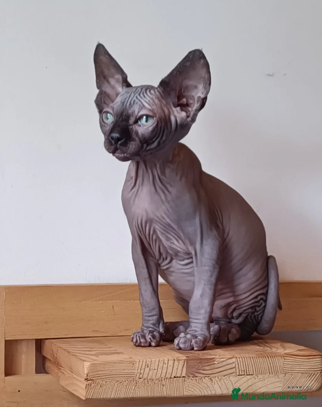 Sphynx gatos en venta: Sphynx en Sevilla  - Anuncio 4