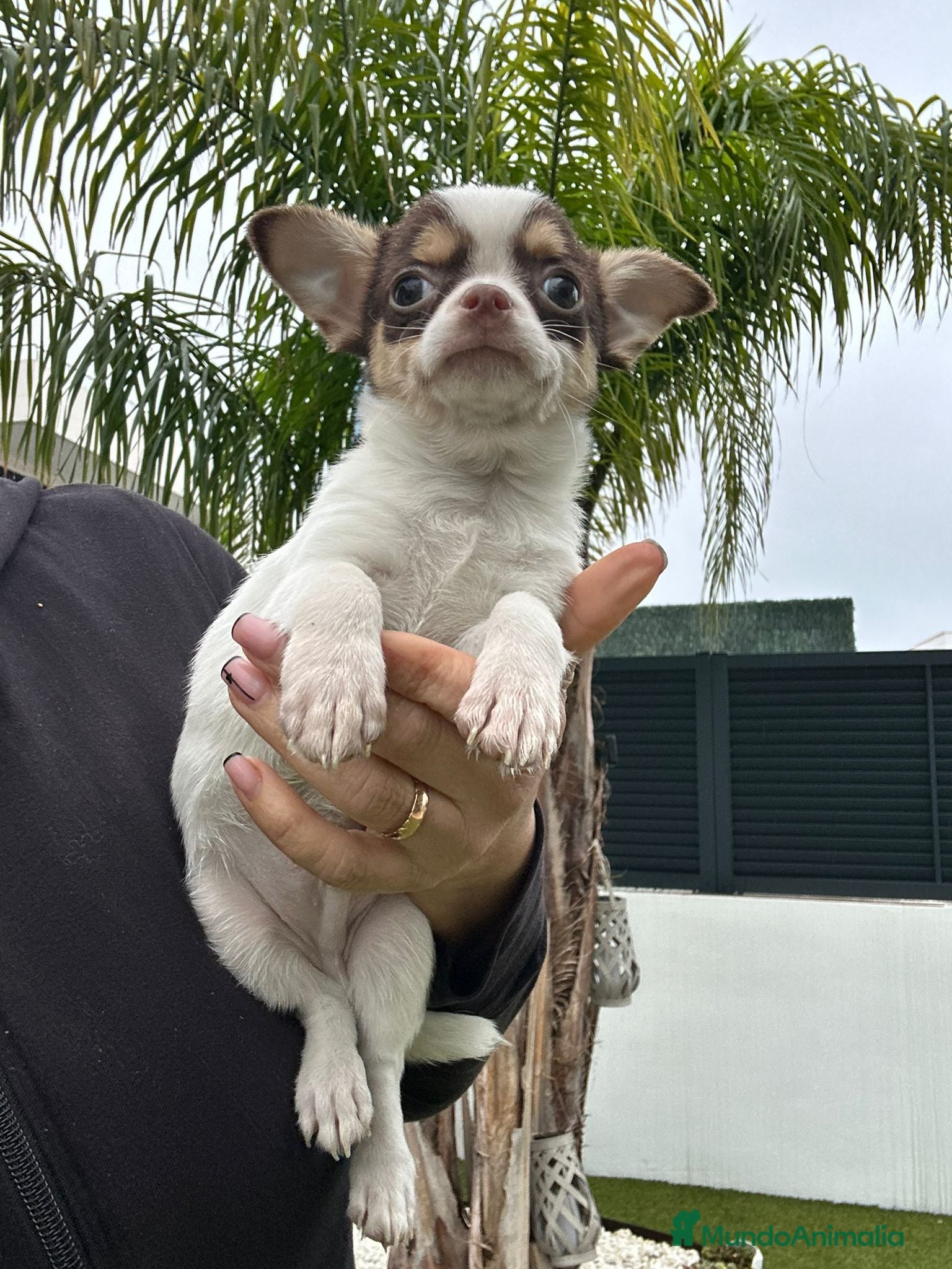 Chihuahua perros Chihuahua mini - Anuncio 2