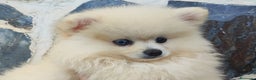 Pomerania perros en venta: POMERANIA HEMBRA OJO AZUL - Anuncio 2