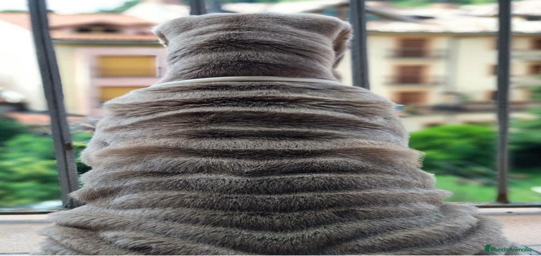 Imagen de galería {{count}}